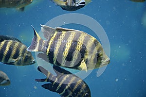 Tilapia Underwater