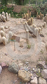 Tilcara ruins pucara Jujuy Argentina photo