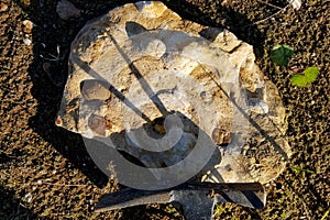 Tile with fossil brachiopods found in a sand pit