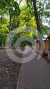 Tile path in green summer forest. Hiking trail or nature walk