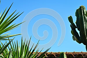 Tile  roof  building  ,   night blooming cereus cactus  and  palm leaves against clear blue sky