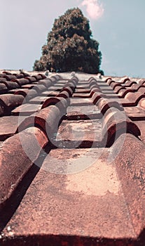 Tile roof in front of tree