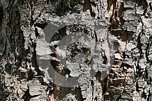 Tile shaped crackles on bark wood of Sycamore tree, also called Sycamore Maple