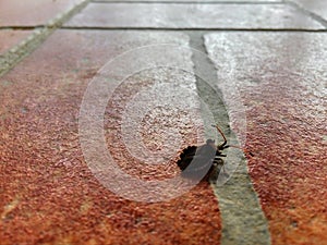 Tiled floor and a bug