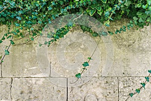 Tiled stack stone wall with green creeper plant on the top as te