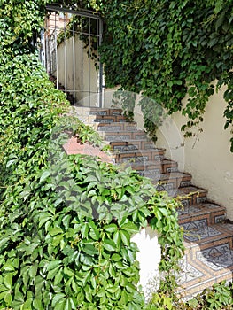Tiled stone steps to an iron gate with vine-covered walls