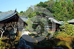 Tiled temple rooves and dense trees in Japanese garden