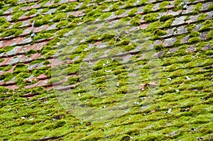 tiles of roof covered by moss