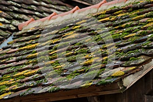 tiles of roof covered by moss