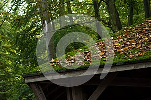tiles of roof covered by moss and autumnal leaves