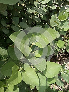 Tilia americana caroliniana