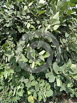 Tilia americana caroliniana