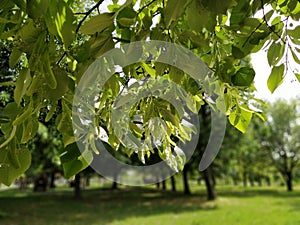 Tilia caucasica linden tree. Large bright green leaves on branches of caucasica linden on blurred background of greenery.