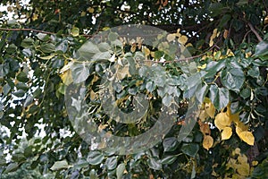 Tilia cordata with fruits grows in September. Berlin, Germany