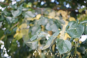 Tilia cordata with fruits grows in September. Berlin, Germany