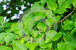 Tilia cordata leaves and fruits growing on tree branches