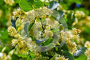 Tilia cordata linden tree branches in bloom, springtime flowering small leaved lime, green leaves in spring daylight