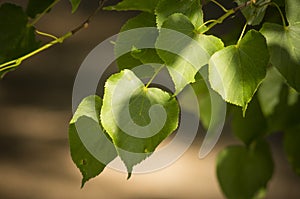 Tilia cordata sin. Tilia parvifolia leafs close up photo