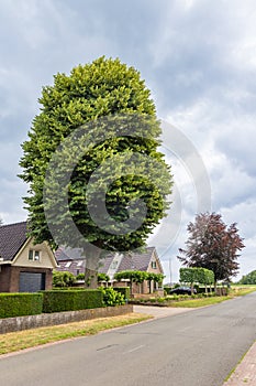 Tilia cordata tree in garden