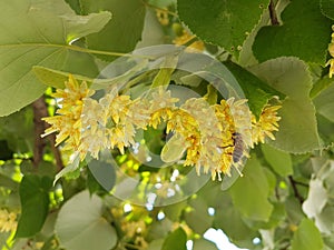 Tilia flowers and leaves on a tree in summer season herbs medical tree