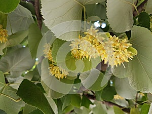 Tilia flowers and leaves on a tree in summer season herbs medical tree