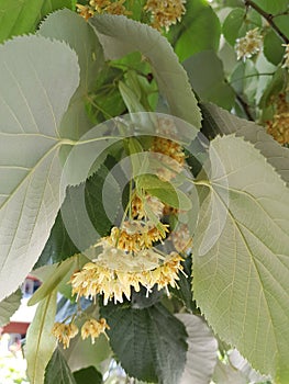 Tilia flowers and leaves on a tree in summer season herbs medical tree