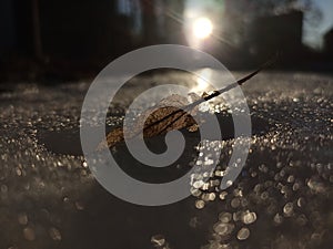 Tilia leaf in the snow. Tilia is a genus of about 30 species of trees or bushes