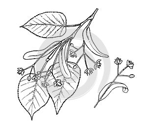 Tilia leafs and flowers hand draw illustration