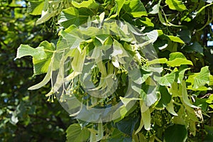 Tilia, linden tree, basswood or lime tree  with unblown blossom. Tilia tree is going to bloom. Unblown tilia flowers
