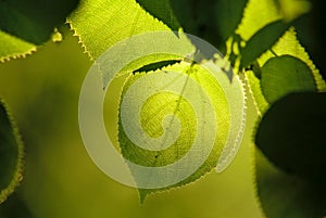 Tilia linden tree leaves natural