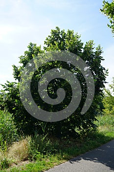 Tilia platyphyllos grows in July. Berlin, Germany