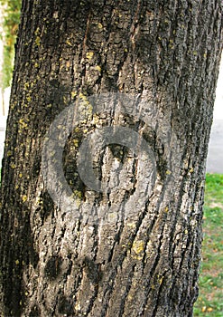 Tilia platyphyllos - Large-leaved lime