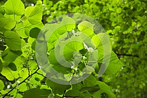 Tilia platyphyllos. Large-leaved lime. Closeup of leaves.