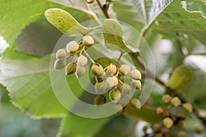 Tilia platyphyllos, large-leaved lime nuts closeup selective focus
