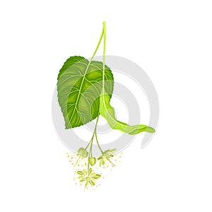 Tilia Specie or Linden with Cluster of Fragrant Yellowish-white Flowers and Green Cordate Leaf Vector Illustration