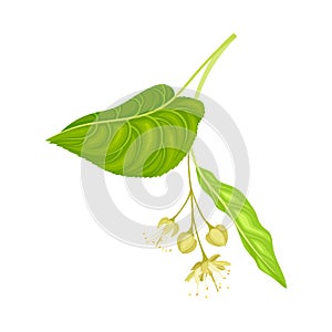 Tilia Specie or Linden with Cluster of Fragrant Yellowish-white Flowers and Green Cordate Leaf Vector Illustration