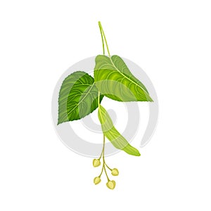 Tilia Specie or Linden with Cluster of Fragrant Yellowish-white Flowers and Green Cordate Leaf Vector Illustration