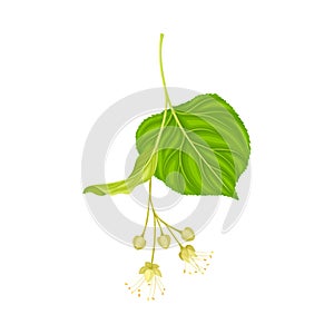 Tilia Specie or Linden with Cluster of Fragrant Yellowish-white Flowers and Green Cordate Leaf Vector Illustration