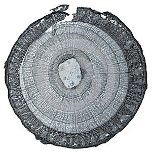 Tilia stem micrograph