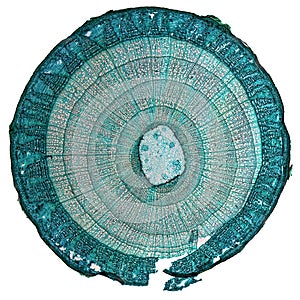 Tilia stem micrograph