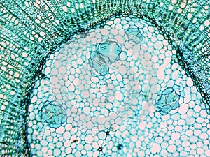 Tilia stem micrograph