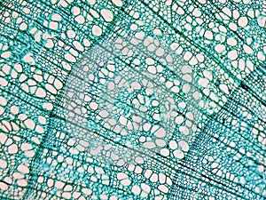 Tilia stem micrograph