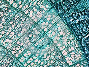 Tilia stem micrograph