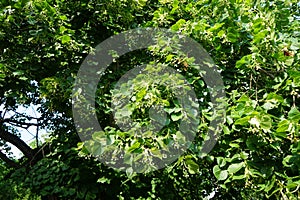 The Tilia tree blooms in June. Berlin, Germany