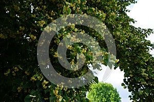 The Tilia tree blooms in June. Berlin, Germany