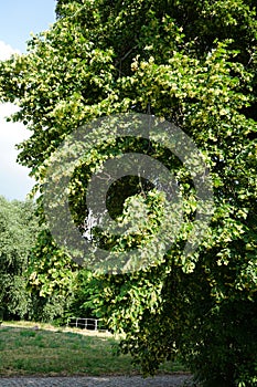 The Tilia tree blooms in June. Berlin, Germany