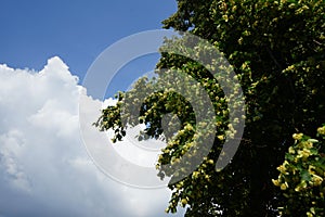 The Tilia tree blooms in June. Berlin, Germany