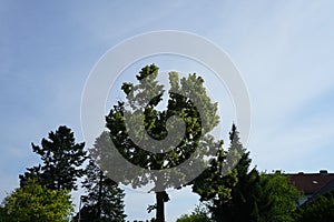 The Tilia tree blooms in June. Berlin, Germany