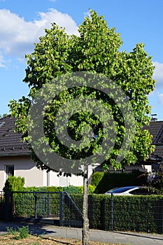 The Tilia tree grows in August. Berlin, Germany