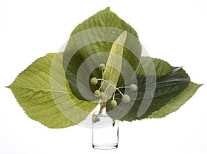 Tilia Ã— europaea common lime or common linden in a glass vessel on a white background
